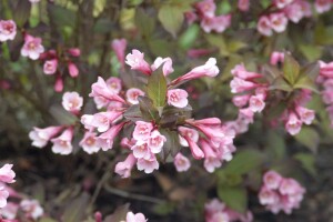 Weigela florida Purpurea 40- 60 cm