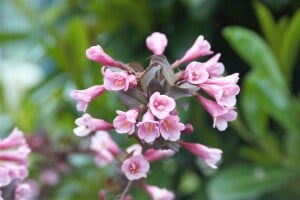 Weigela florida Purpurea 40- 60 cm