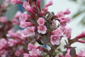 Weigela florida Purpurea 40- 60 cm