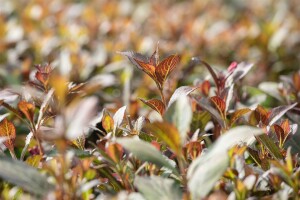 Weigela florida Purpurea 40- 60 cm