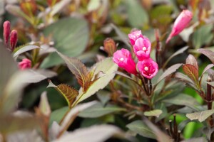 Weigela florida Purpurea 40- 60 cm