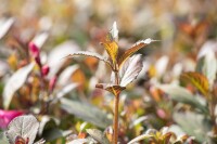 Weigela florida Purpurea 40- 60 cm