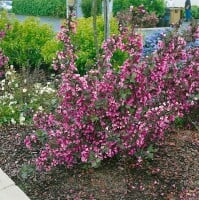 Weigela florida Purpurea 40- 60 cm