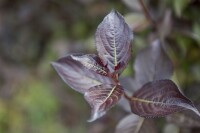 Weigela florida Purpurea 40- 60 cm