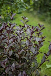 Weigela florida Purpurea 60- 80 cm