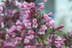 Weigela florida Purpurea 60- 80 cm