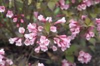 Weigela florida Purpurea 60- 80 cm