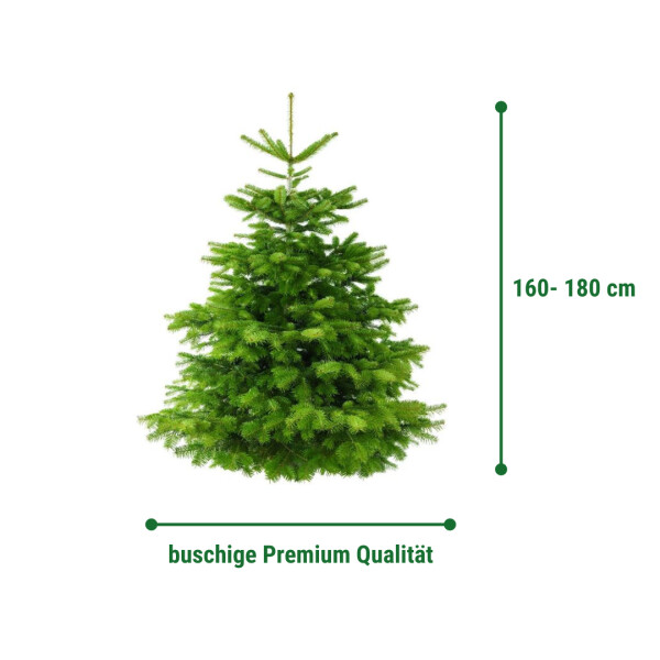 Weihnachtsbaum Nordmanntanne 160- 180 cm Premium...