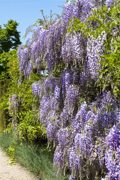 Wisteria floribunda 40- 60 cm