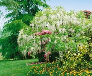 Wisteria floribunda 40- 60 cm