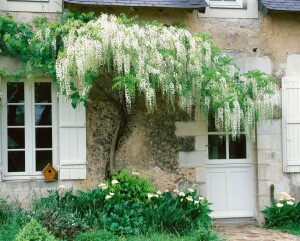 Wisteria floribunda 40- 60 cm