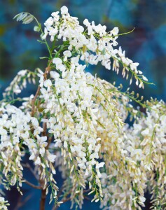 Wisteria floribunda 40- 60 cm