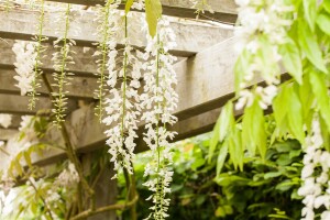 Wisteria floribunda 40- 60 cm