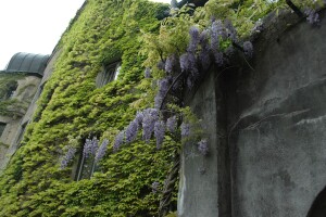 Wisteria floribunda 40- 60 cm