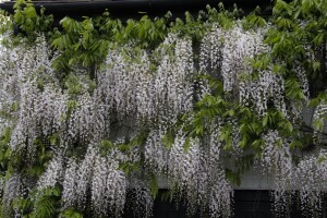 Wisteria floribunda 40- 60 cm