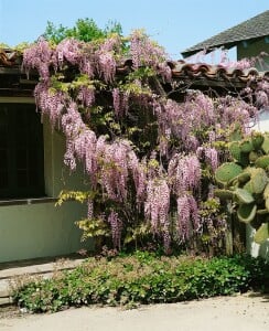 Wisteria floribunda 40- 60 cm