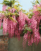 Wisteria floribunda 40- 60 cm