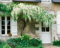 Wisteria floribunda 40- 60 cm