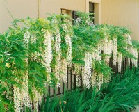 Wisteria floribunda 40- 60 cm