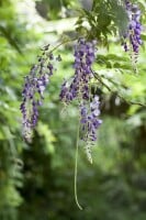 Wisteria floribunda 40- 60 cm