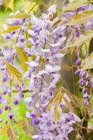 Wisteria floribunda 40- 60 cm