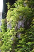 Wisteria floribunda 40- 60 cm