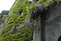 Wisteria floribunda 40- 60 cm