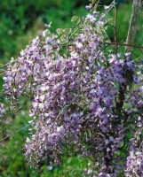 Wisteria floribunda 40- 60 cm