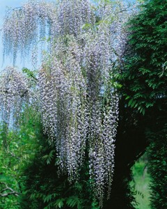 Wisteria floribunda Macrobotrys 60- 100 cm