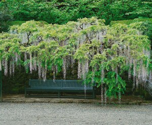 Wisteria floribunda Macrobotrys 60- 100 cm