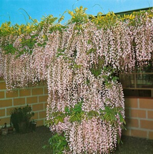 Wisteria floribunda Macrobotrys 60- 100 cm