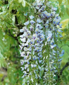 Wisteria floribunda Macrobotrys 60- 100 cm