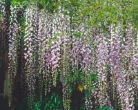 Wisteria floribunda Macrobotrys 60- 100 cm