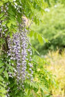 Wisteria floribunda Macrobotrys 60- 100 cm