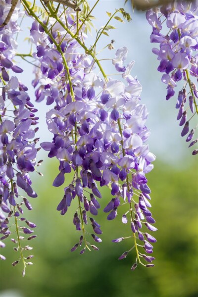 Wisteria sinensis 40- 60 cm