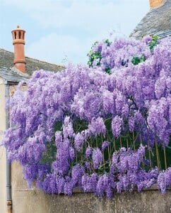 Wisteria sinensis 40- 60 cm