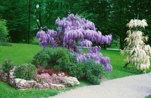 Wisteria sinensis 40- 60 cm