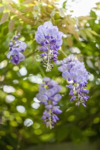 Wisteria sinensis 40- 60 cm