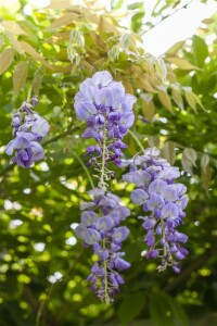 Wisteria sinensis 40- 60 cm