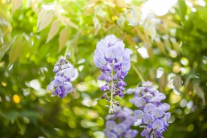 Wisteria sinensis 40- 60 cm