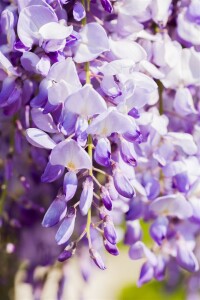 Wisteria sinensis 40- 60 cm