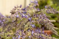 Wisteria sinensis 40- 60 cm