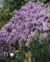 Wisteria sinensis 40- 60 cm