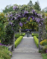 Wisteria sinensis 40- 60 cm