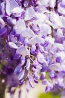 Wisteria sinensis 40- 60 cm