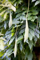 Wisteria sinensis 40- 60 cm