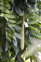 Wisteria sinensis 40- 60 cm