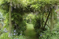 Wisteria sinensis 40- 60 cm