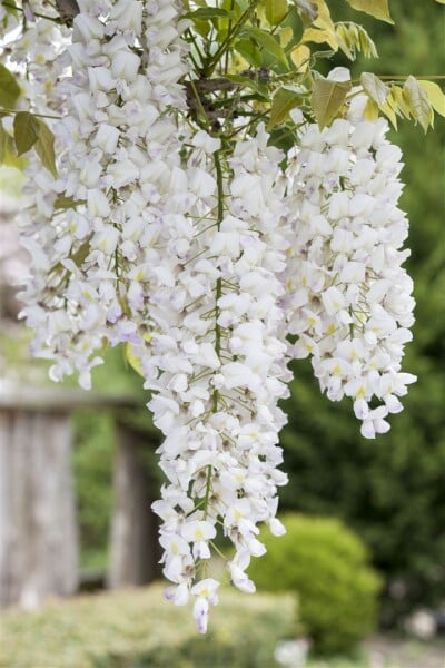 Wisteria sinensis Alba 60- 100 cm