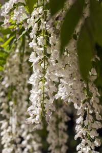 Wisteria sinensis Alba 60- 100 cm